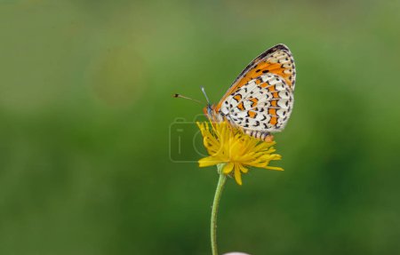 Hermosa mariposa Iparhan (Melitaea syriaca) en la planta