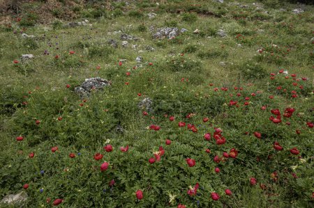 Pivoines sauvages dans la forêt sur le mont Nif, Izmir. (Paeonia peregrina romanica).