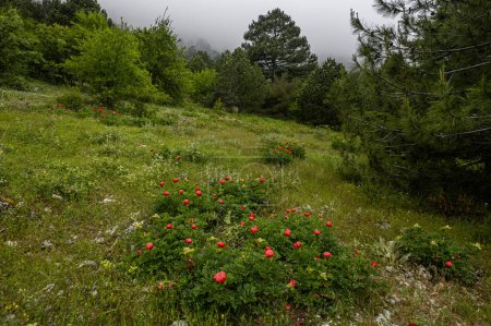 Wilde Pfingstrosen im Wald auf dem Berg Nif, Izmir. (Paeonia peregrina romanica).