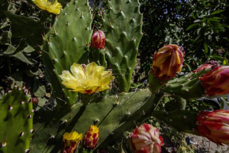 Common name: Prickly pear cactus, scientific name: Opuntia maxima