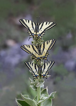 Tiger Swallowtail mariposa (Papilio alexanor) en planta