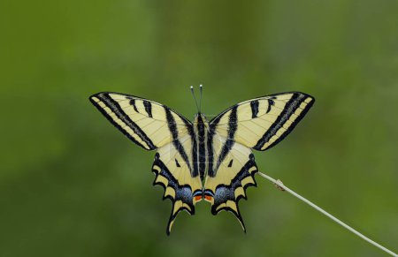 swallowtail