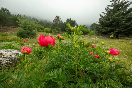 Izmir - Peonía silvestre (Paeonia peregrina romanica) en el bosque en la montaña Nif.