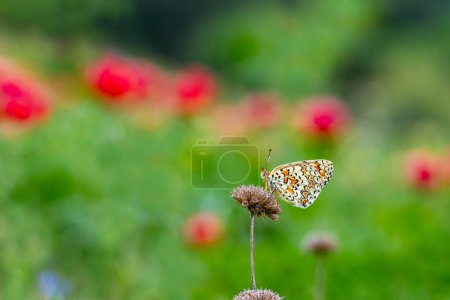 Greater Spotted Eparhan butterfly (Melitaea phoebe)
