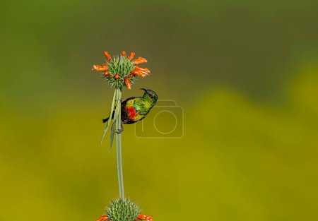 Africa - Kenya -Marico sunbird,Cinnyris pulchellus melanogastrus