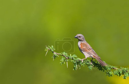 Africa-Kenya; Southern grey-headed sparrow on tree branch in its natural environment.