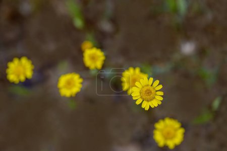 Goldene Margerite (Anthemis tinctoria, Cota tinctoria) blüht am Yamanlar Mountain. Gelbes Gänseblümchen. Makrofotografie.