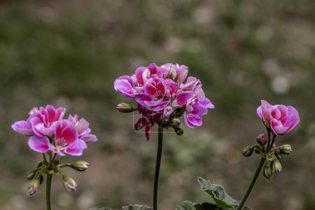 Du géranium rose. Fleurs vives de couleur magenta de pélargonium au lierre à la mi-août