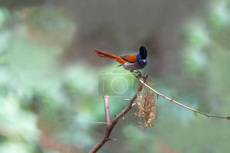 African Paradise Flycatcher (Terpsiphone viridis ssp harteti), adult perched on a branch