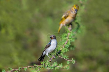 Hermoso Sunbird (Cinnyris pulchellus) en rama de árbol