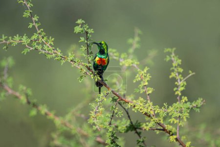 Beautiful Sunbird (Cinnyris pulchella), Africa