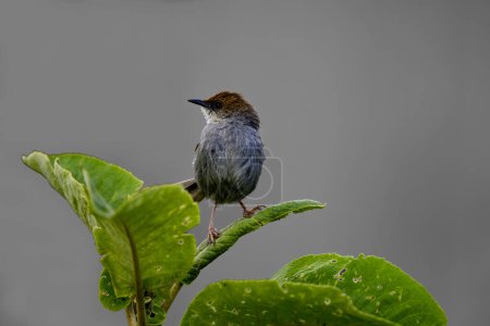 Hunter's cisticola is a species of bird in the family Cisticolidae. It is found in Kenya, Tanzania and Uganda. Its natural habitats are tropical moist mountainous and high-altitude shrublands.