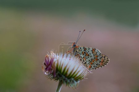 Greater Spotted Eparhan butterfly (Melitaea phoebe)