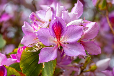 Orchid Tree (Bauhinia variegata) with its beautiful colors in Izmir bostanli