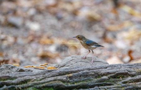 Siberian Blue Robin bird, Blue Nightingale (Larvivora cyane)