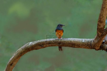 The male White-rumped Shama (Copsychus malabaricus) has a bright blue-black head and prominent white upperparts, a rump and a long blackish tail.