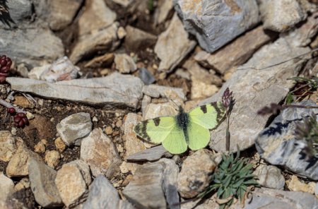 Ostelfinstonia Schmetterling (Euchloe penia) in Kutahya - Akdag