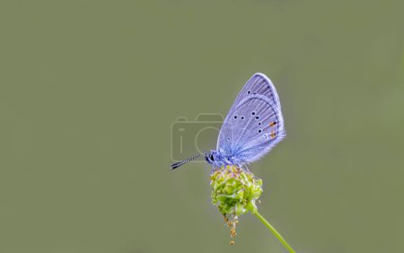 Polyeyed Beautiful Blue Butterfly (Polyommatus bellis))
