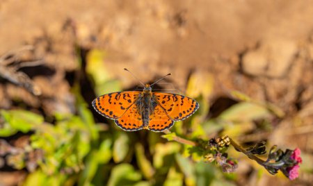Spotted Iparhan butterfly (Melitaea didyma) on the plant with its wings spread, trying to warm up