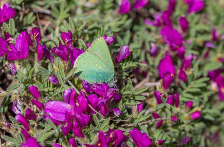 Türkei - Anatolischer Smaragd-Schmetterling (Callophrys paulae) im Naturgebiet Kutahya Akdagda