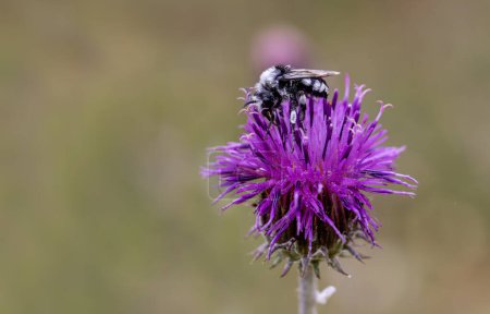 Natural close-up of female grey-backed mining bee Andrena vaga sitting on a thistle