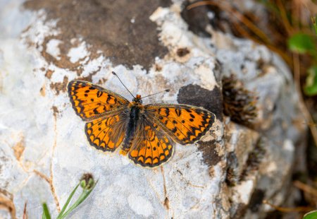Beautiful Iparhan butterfly (Melitaea syriaca) on the rock