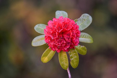 Reine rouge de la fleur de Rhododendron arboreum subsp.