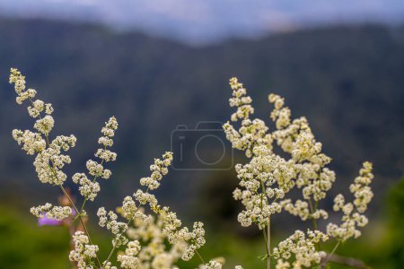 Galium mollugo L.Belles fleurs blanches gros plan, macro photographie