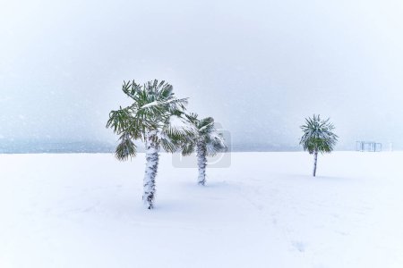 Photo for Tropical evergreen palm trees covered white snow stands in a snowdrift in a blizzard. Cold unusual weather in tropic. Global climate change - Royalty Free Image
