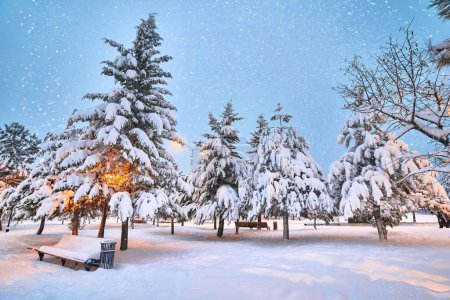 Foto de Árboles de coníferas, farolillos y banco de madera cubierto de nieve en el parque de invierno por la noche. Invierno cuento de hadas paisaje - Imagen libre de derechos