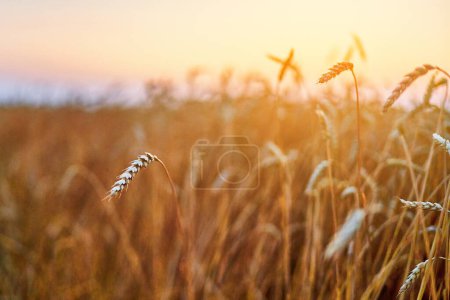 Téléchargez les photos : Champ de céréales jaune doré sec à la campagne au coucher du soleil - en image libre de droit