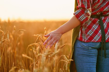 Foto de Mujer agricultora camina a través de un campo amarillo de trigo maduro y toca las espiguillas doradas con su mano al atardecer - Imagen libre de derechos