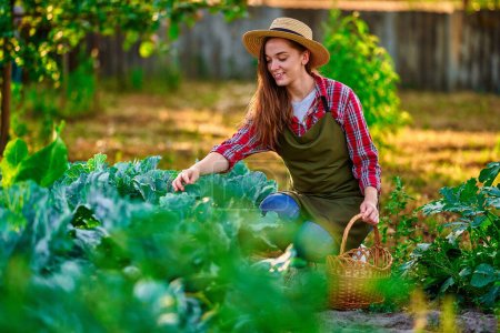 Téléchargez les photos : Jeune femme souriante heureuse et mignonne agricultrice avec panier de paille récolte mûre écologique culture de chou maison biologique dans son jardin vert maison - en image libre de droit
