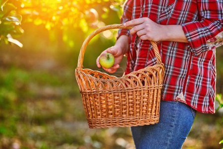 Téléchargez les photos : Femme agricultrice avec panier de paille cueillette récolte mûre écologique pomme biologique maison dans le jardin vert cultivé à la maison au coucher du soleil - en image libre de droit
