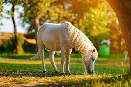 Foto de Pequeño caballo pony palomino con melena blanca pastando en el césped y come hierba verde al atardecer - Imagen libre de derechos