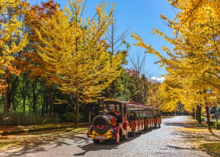 Foto de Saitama, chichibu - 2 de octubre de 2022: Turistas en el tren aéreo sin pistas diseñado como una locomotora de juguete que recorre el Sky Road del parque Chichibu Muse Park con árboles amarillos Ginkgo Biloba en otoño. - Imagen libre de derechos