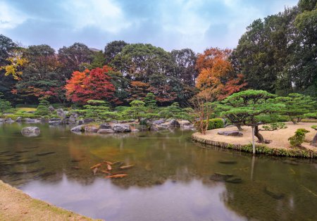 Photo for Autumn landscape of the Ohori Park Japanese Garden with koi carps swimming in the Ue-no-Ike pond surrounded by red momiji maple trees and niwaki pine trees. - Royalty Free Image