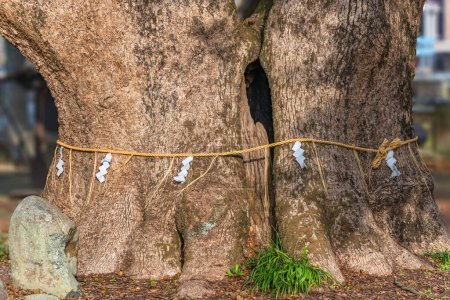 Nahaufnahme am Stamm zweier gigantischer Kampferbäume mit Zwillingen, die von einem Shinto-Shimenawa-Hanf oder -Strohseil auf dem Boden des Isahaya-Schreins umgeben sind, der von der Präfektur Nagasaki als Naturdenkmal ausgewiesen wurde.