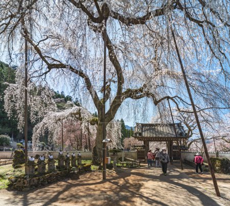 Foto de Saitama, chichibu - march 20 2022: Old shidarezakura weeping cherry blossoms tree called edohiganzakura in the Buddhist Seiunji Temple with statues of Jizo bodhisattva deities aligned along path. - Imagen libre de derechos