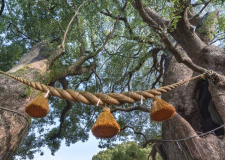 Photo for An impressive shinto sacred decoration made in dried straw or hemp called shimenawa rope hangs between two truncks of two gigantic twins camphor trees called shinboku or goshingi meaning sacred tree. - Royalty Free Image