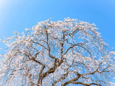 Photo for Nature photography depicting the top branches of a beautiful Japanese shidarezakura weeping cherry tree blossoming during the hanami spring season with pristine flowers against a sunny blue sky. - Royalty Free Image