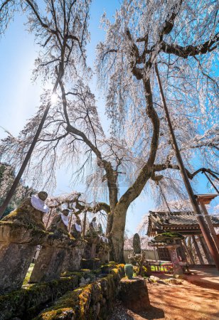 Photo for Saitama, chichibu - mar 26 2023: Wide view of stone statues of Jizo bodhisattva deities covered by moss overlooked by a japanese shidarezakura weeping cherry blossoms tree in Buddhist Seiunji Temple. - Royalty Free Image