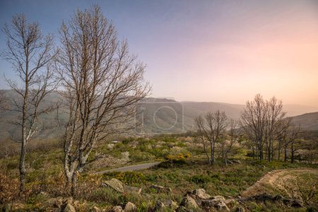 Photo for Scenic landscape at sunset from the top of the mountains of Valle del Jerte, in Cceres, Spain with trees without leaves - Royalty Free Image