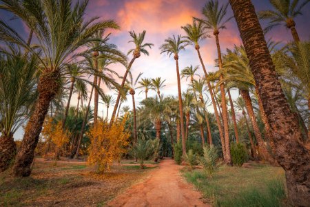 Foto de Palmeral de Santiago y Zaraiche en la ciudad de Murcia, España, jardín con palmeras al amanecer - Imagen libre de derechos