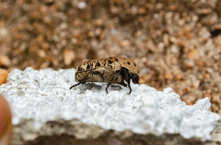 Photo for The light brown Gymnetis Lanius beetle with flat back and spotted wing is a rough concrete pavement with his hairy legs spread to his side and his head towards the ground. - Royalty Free Image