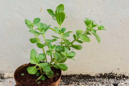 Photo for A green panadol plant is growing in an old flowerpot filled with terra rossa soil. - Royalty Free Image