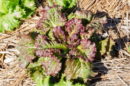 Photo for An isolated red leaf lettuce grows in green leaf lettuce garden. - Royalty Free Image
