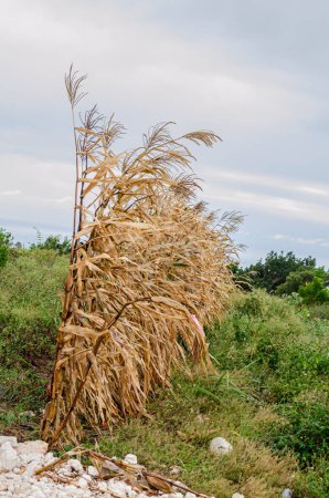 Foto de Una fila de maíz que estaba en el borde de un jardín está de pie marrón seco en ángulo recto a un camino empedrado. - Imagen libre de derechos