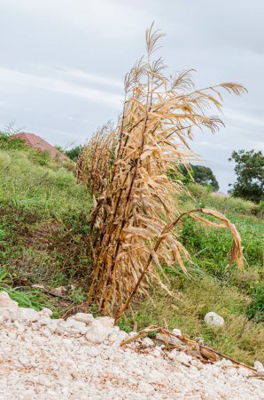 Foto de Una fila de maíz que estaba en el borde de un jardín está de pie marrón seco en ángulo recto a un camino empedrado. - Imagen libre de derechos