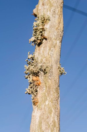 Photo for Against the background of the fair blue sky stands a wooden wire fence post with lichen growing the side. - Royalty Free Image
